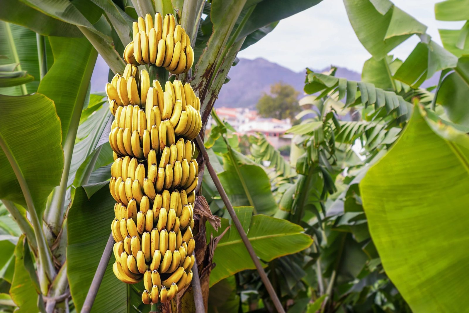 Banana Coffins