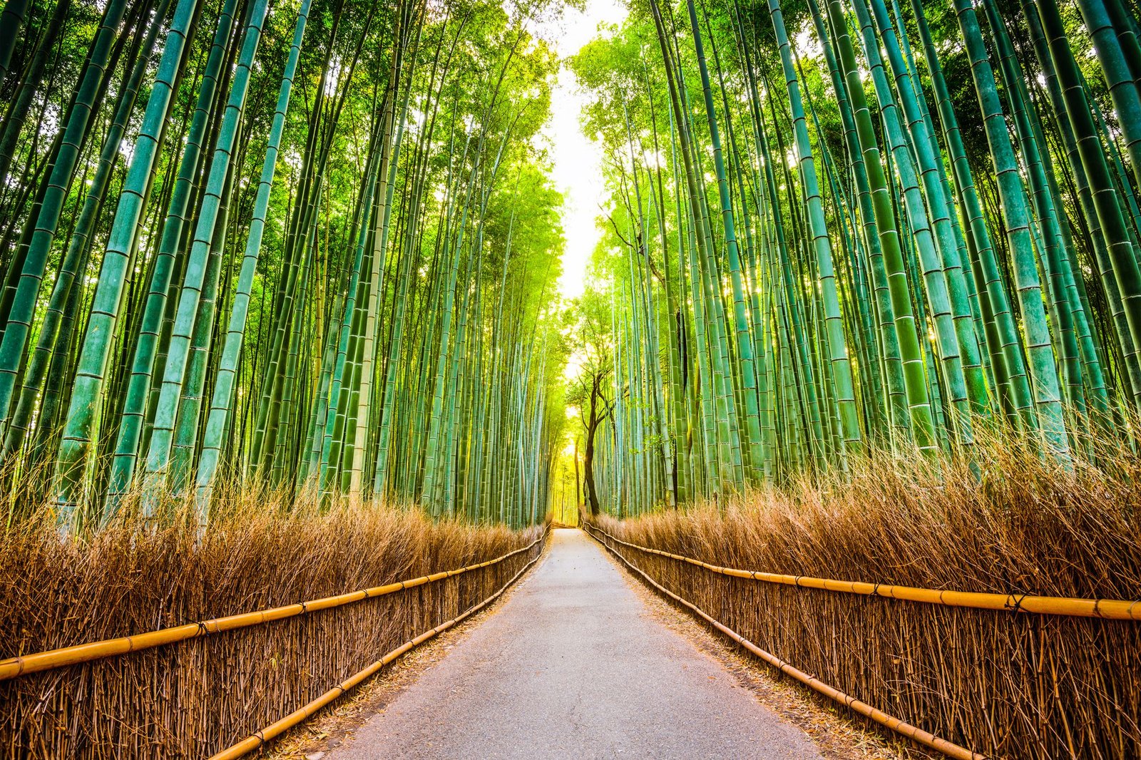 Bamboo