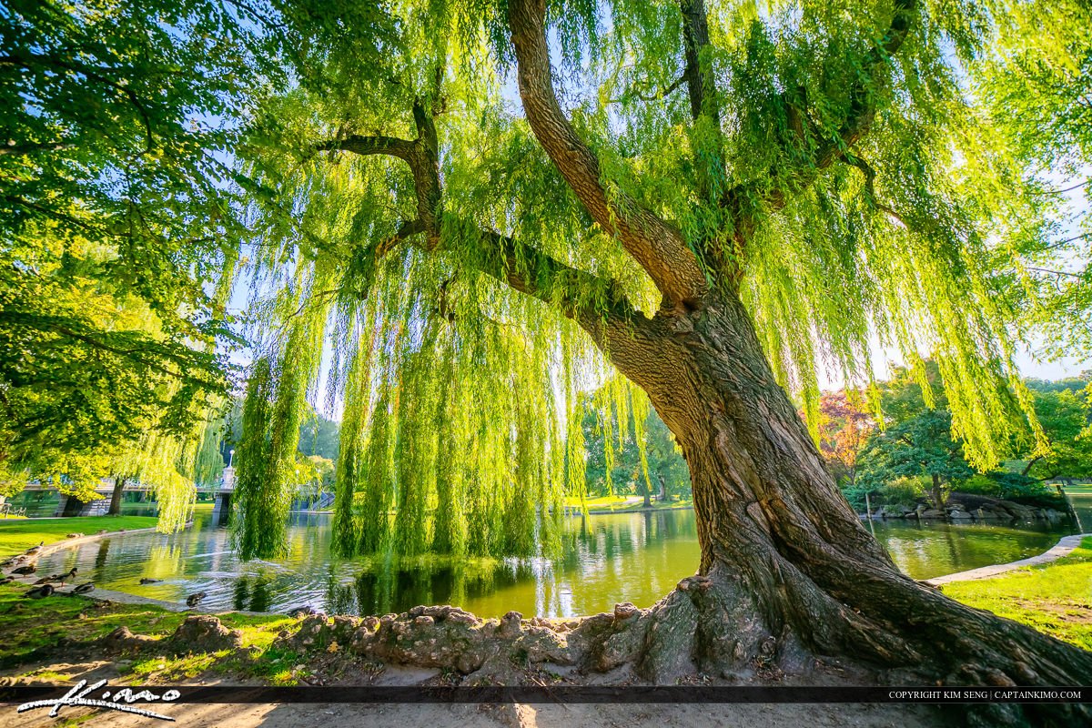 Willow Coffins